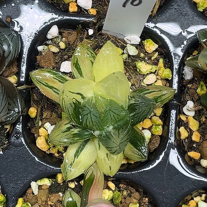 90毛雨露锦脱土发货