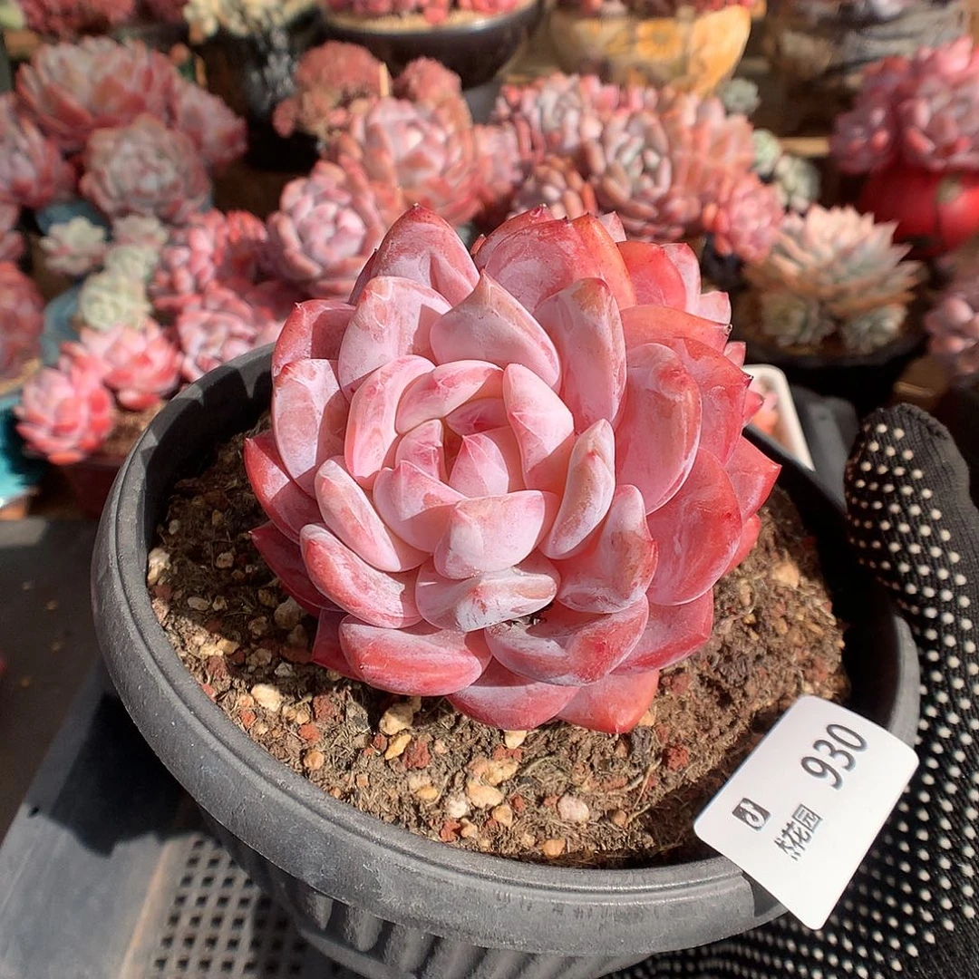930梦露多肉植物666