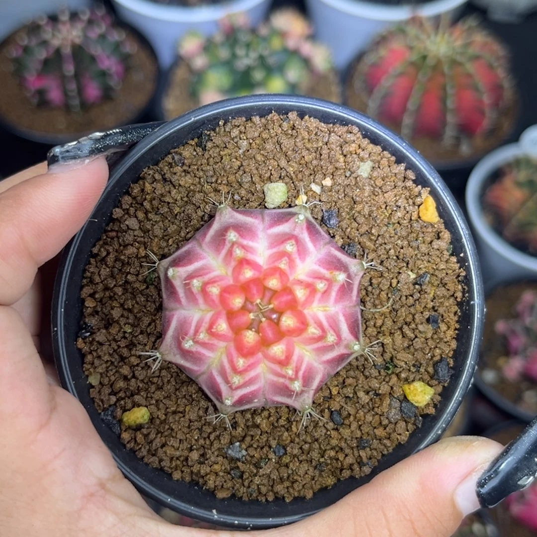 泰系轮回 带盆土发货