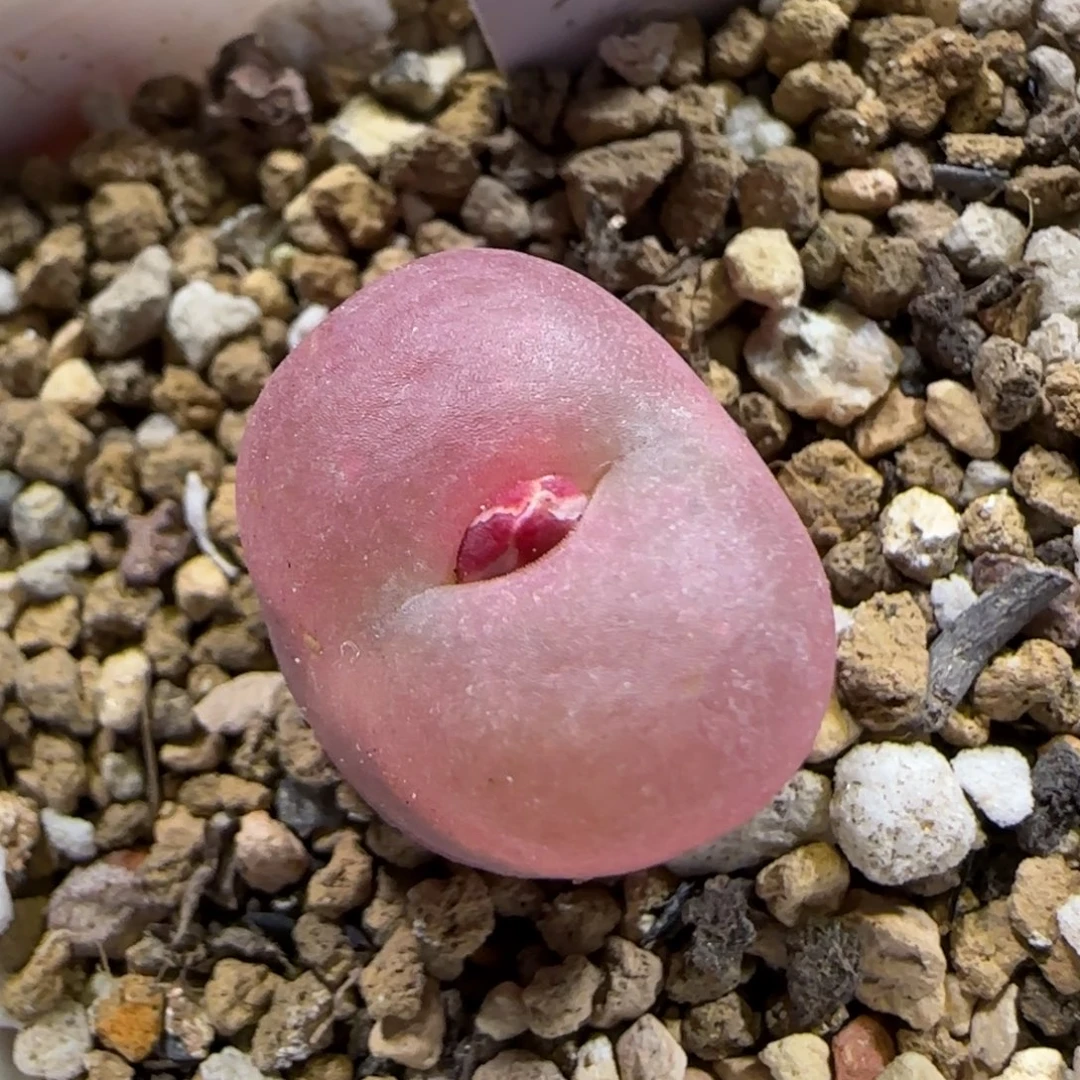 12.13。    毛。    2022