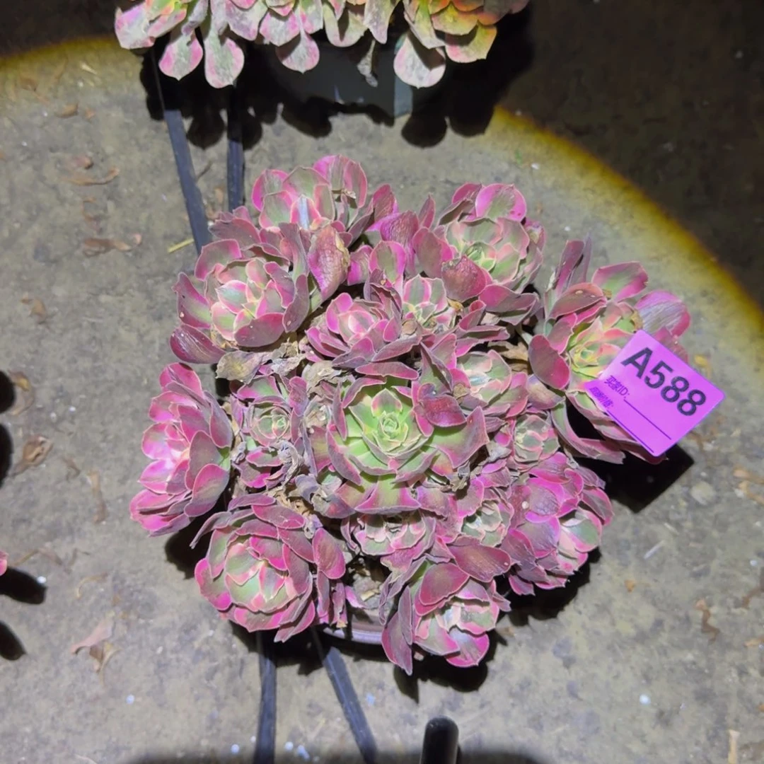 法师多肉不包损粉女郎588