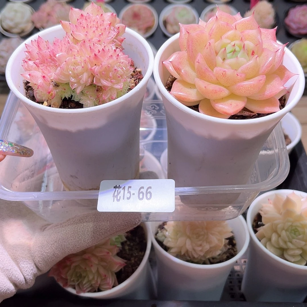 花利美15-66麦秆2颗