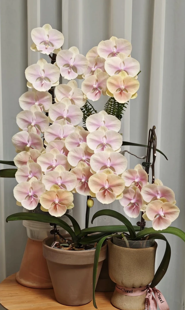 3.0寸实生苗乱苗花后苗叶片破损有烂根无售后介意勿拍拍一发三