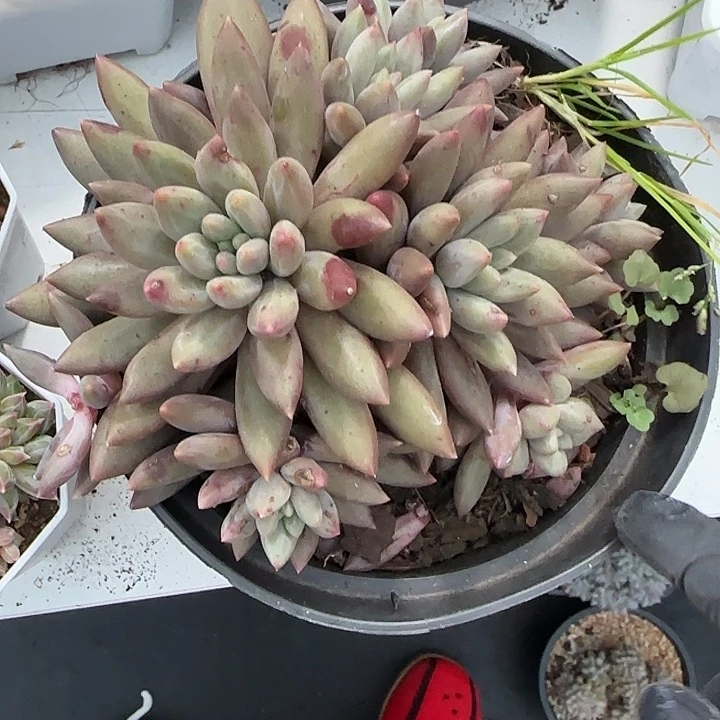 青蛙王子儿童牙膏套装11