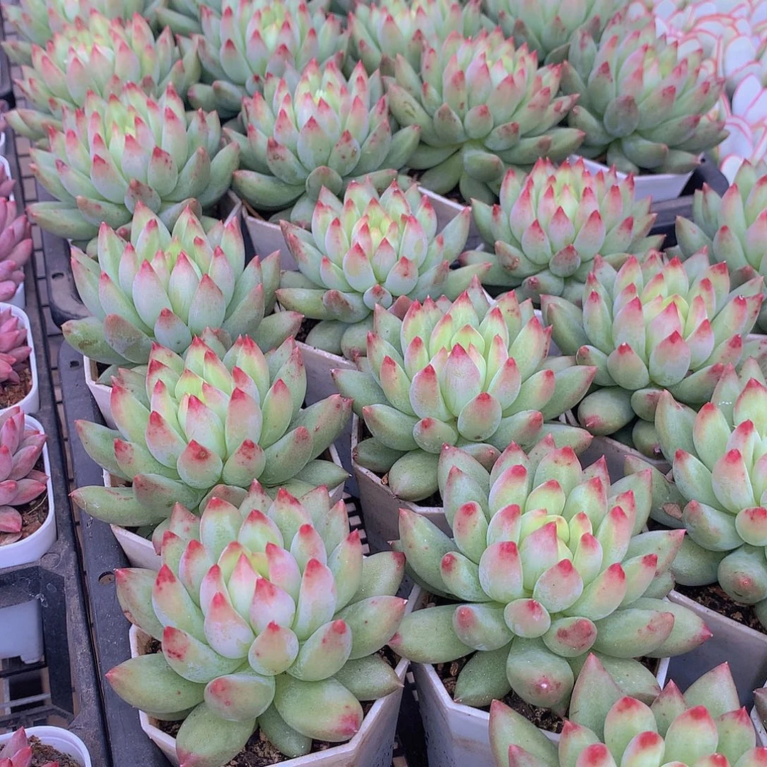 两颗黄体虞美人457789999