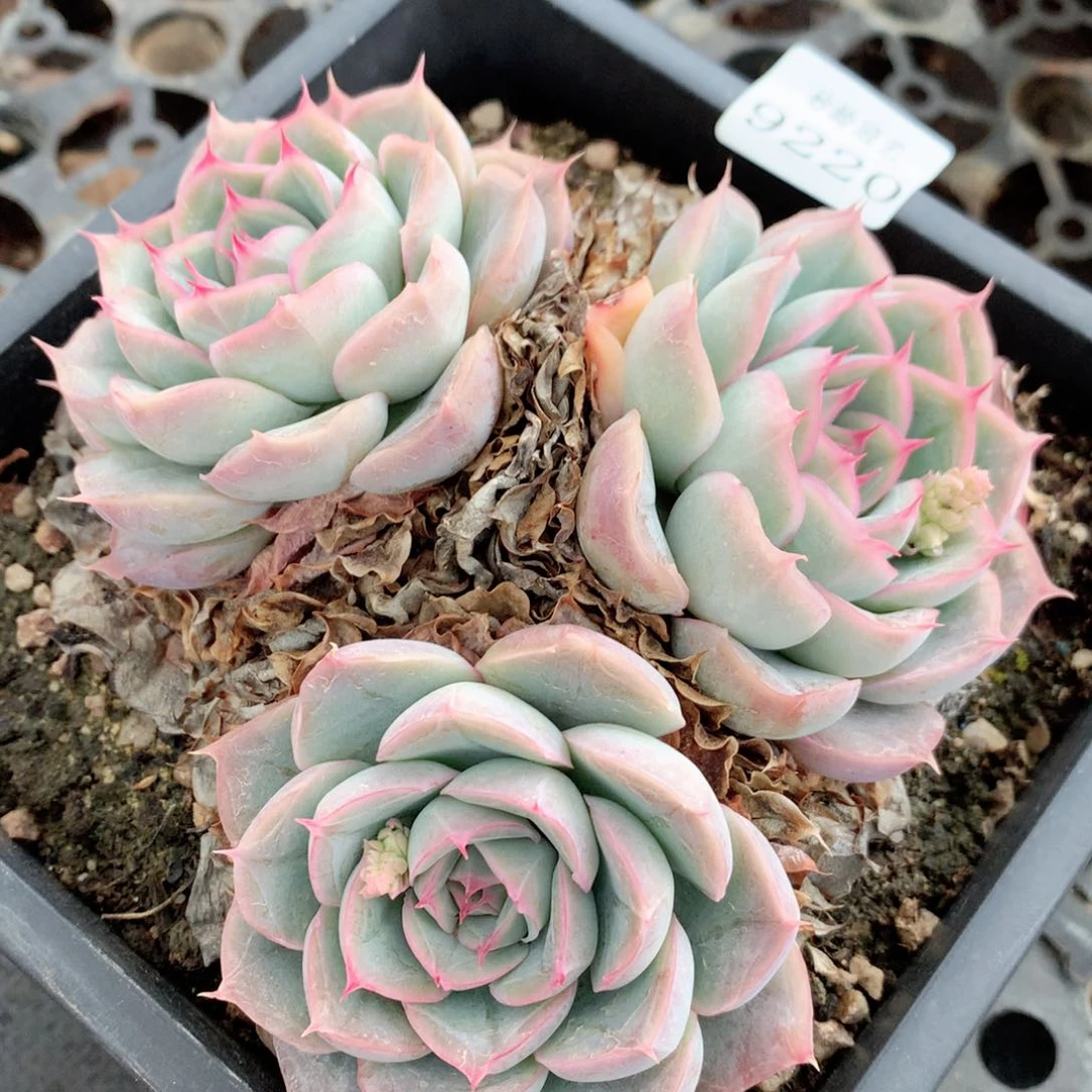 9220新年快乐发发发