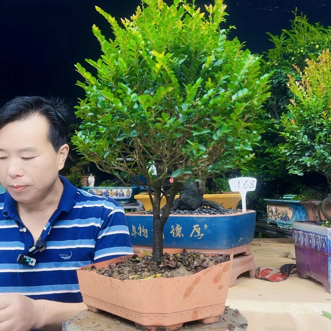 当前无花朵，栽培后可花朵X*蚁