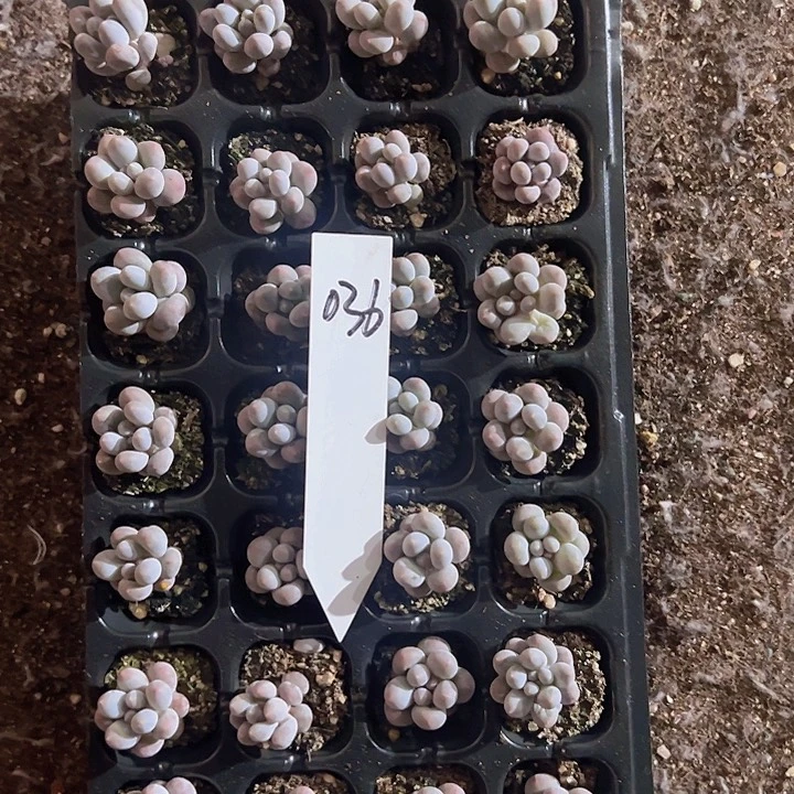 036全单头极品小汤圆！