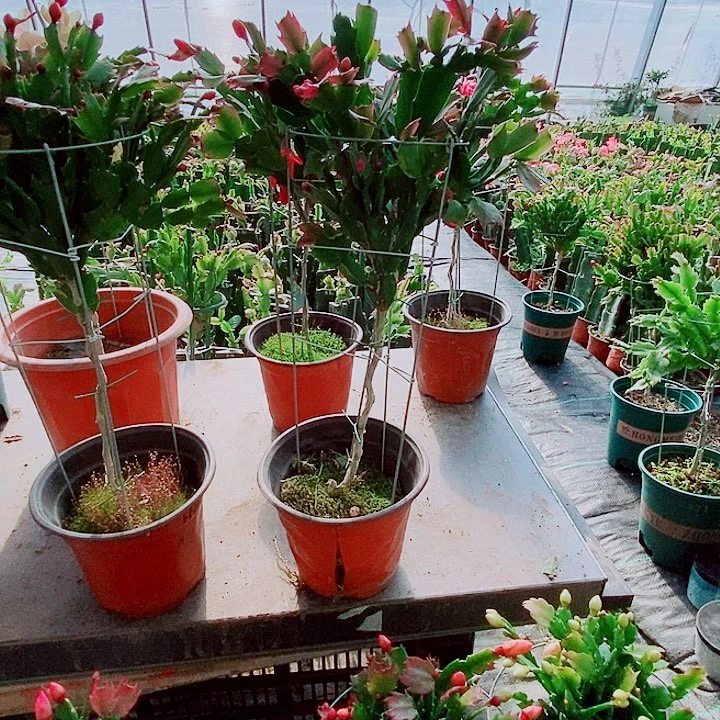 庞***完全开放叶仙嫁接一物一拍