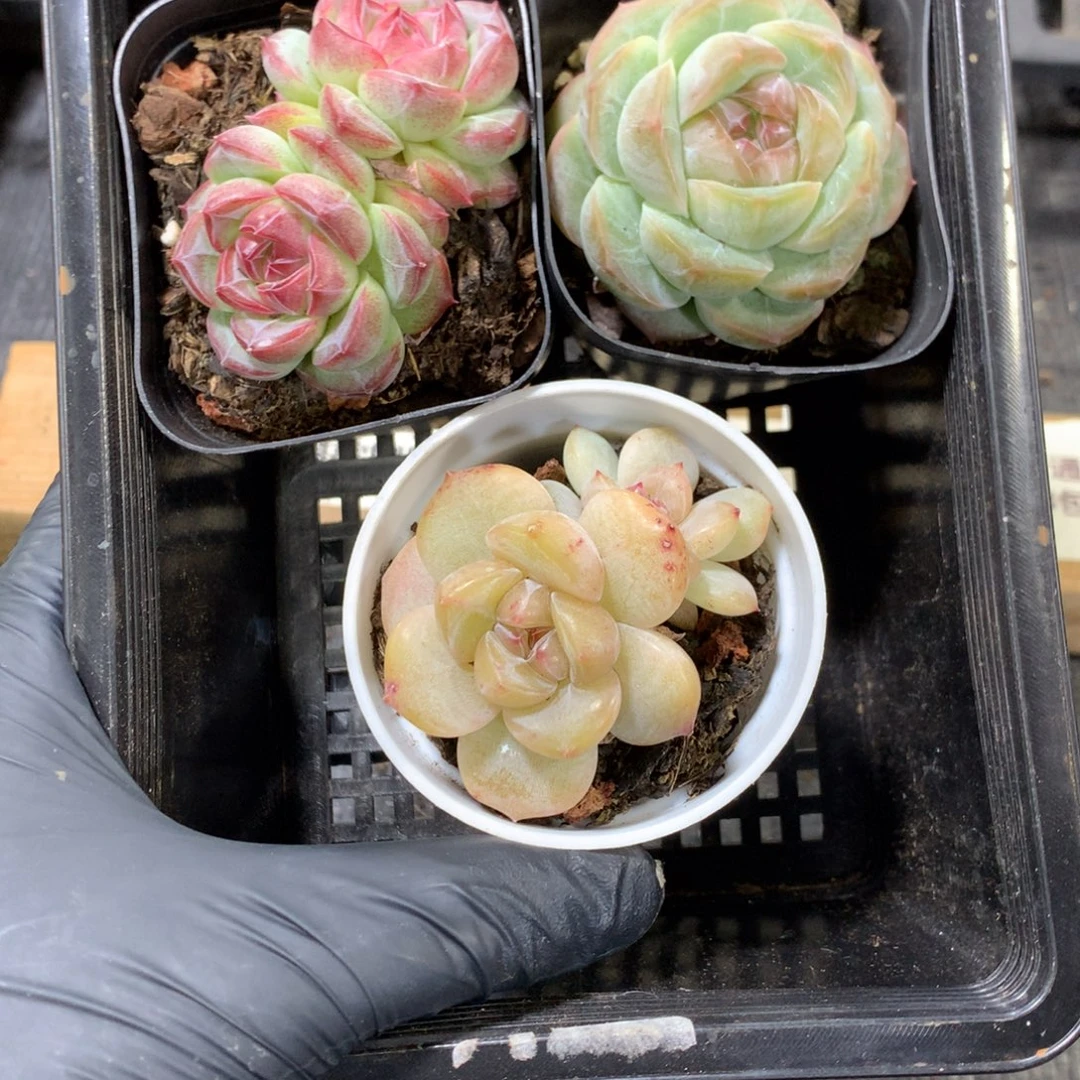 懒羊羊精品一物一拍