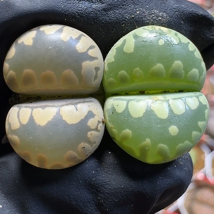 11111生石花。   166