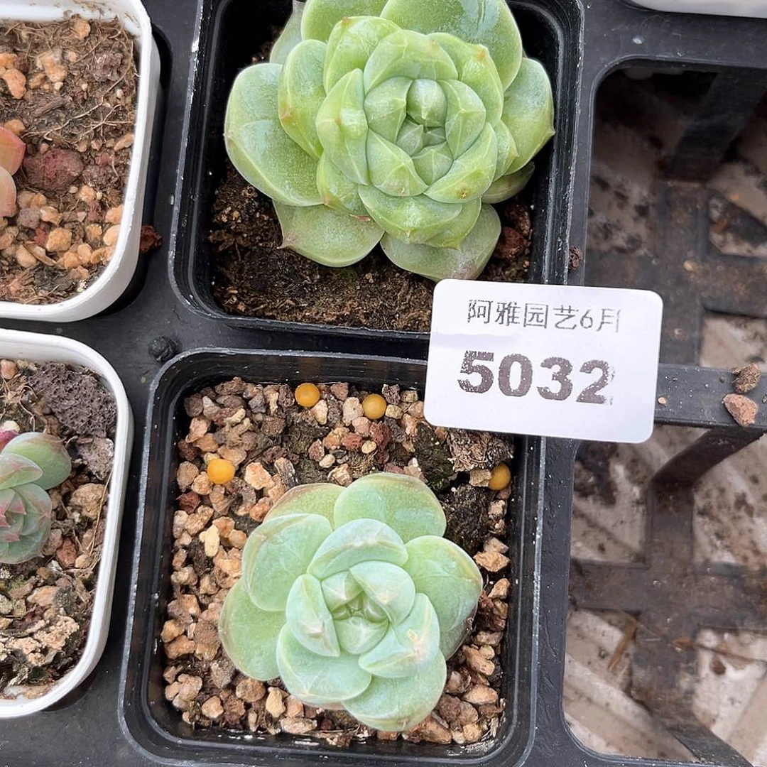 木***梓阿雅园艺。    5032