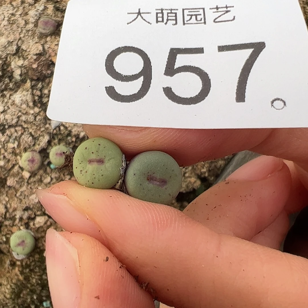 一物一拍。       957