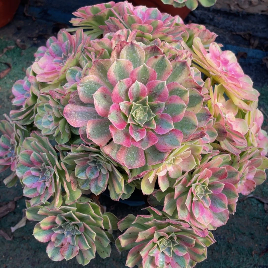 541雨合精品法师老桩