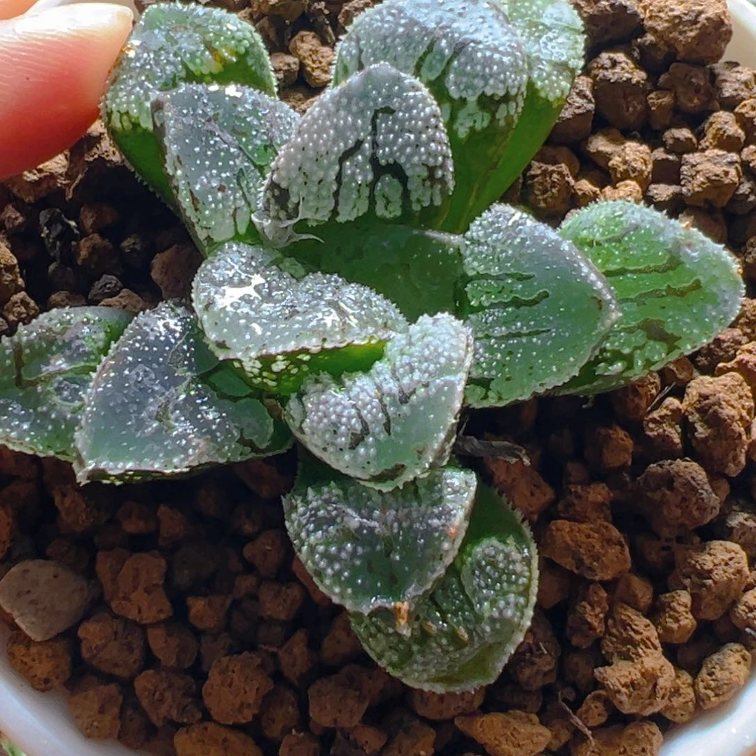 魔多寿多肉多肉多肉