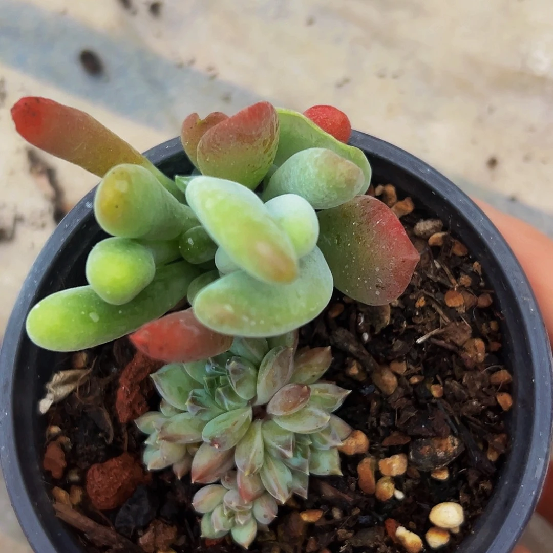 桔云多肉美人精品系列