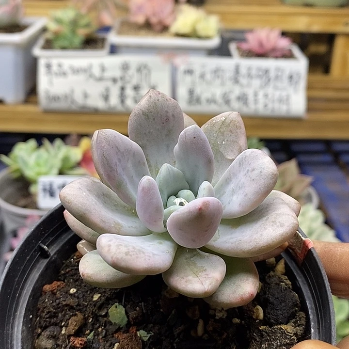 07125 奥普西瓜锦