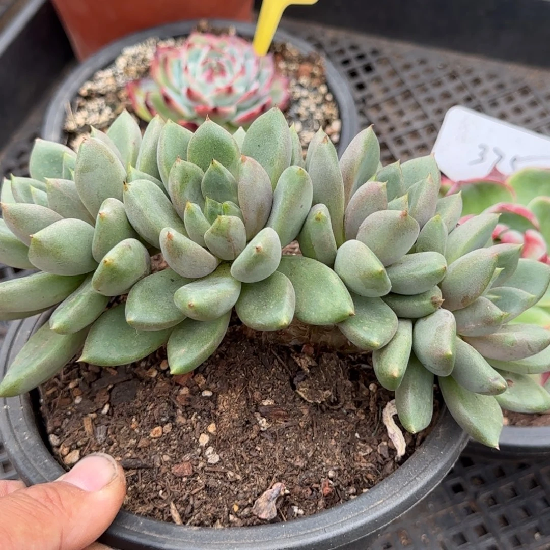 红象牙朵朵惊鸿一物一拍包装收缩花旱