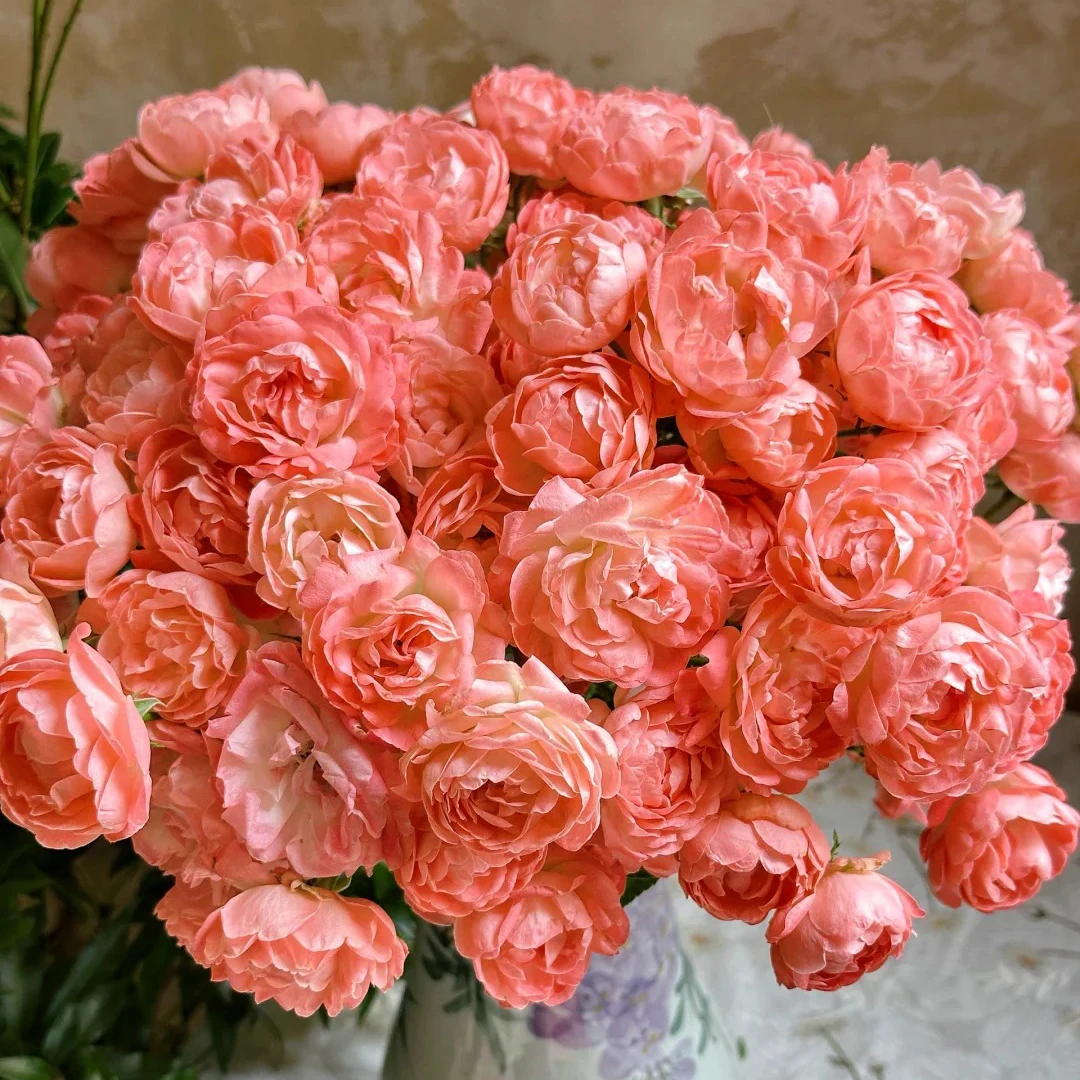 云花巷#多头玫瑰 【橙泡芙】鲜花优选 顺丰直发