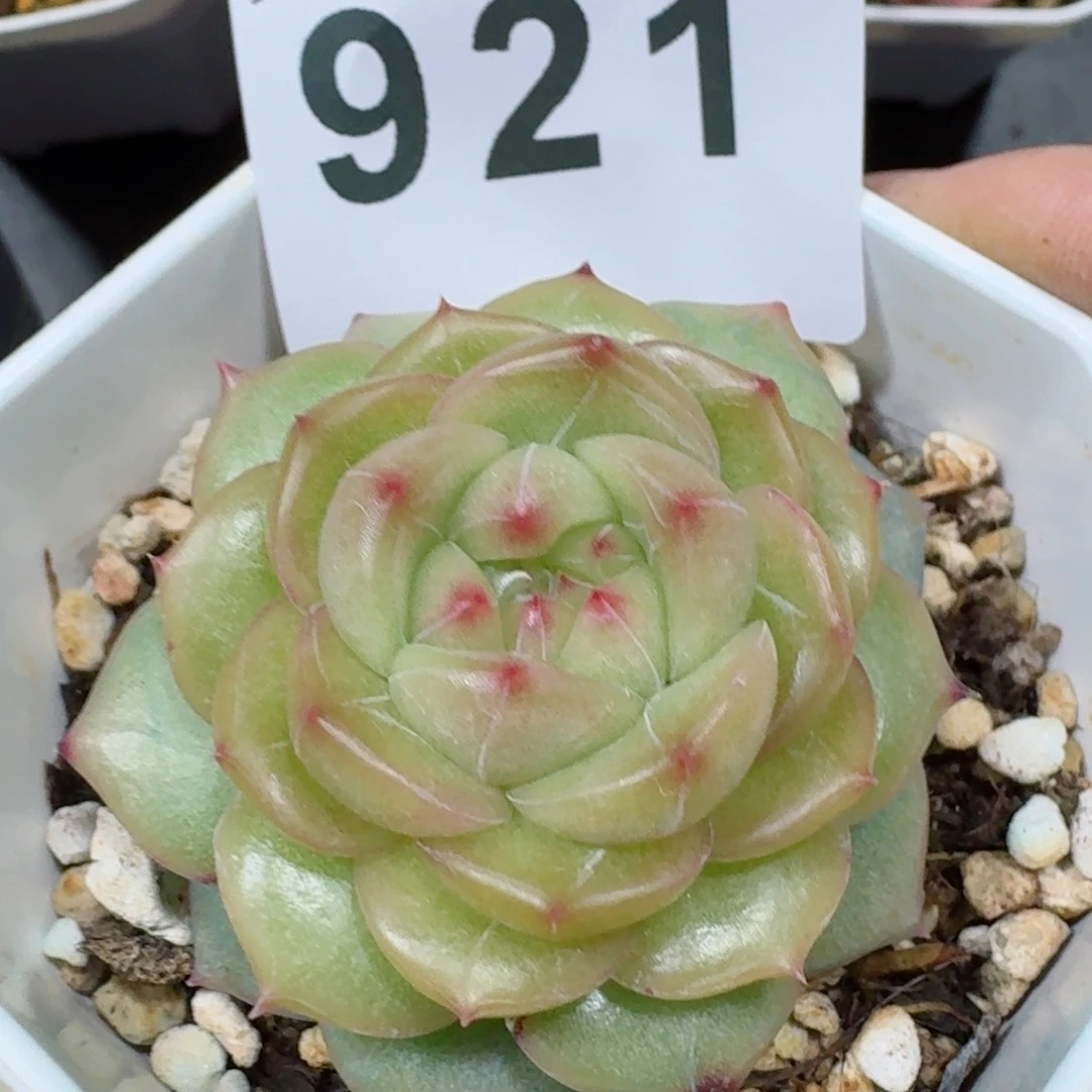 月玲珑         精品多肉