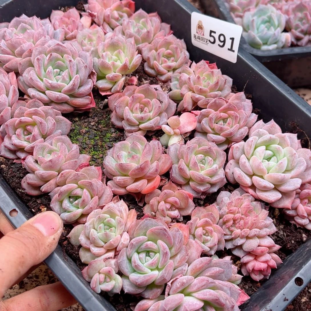 清**语多肉植物多肉植物