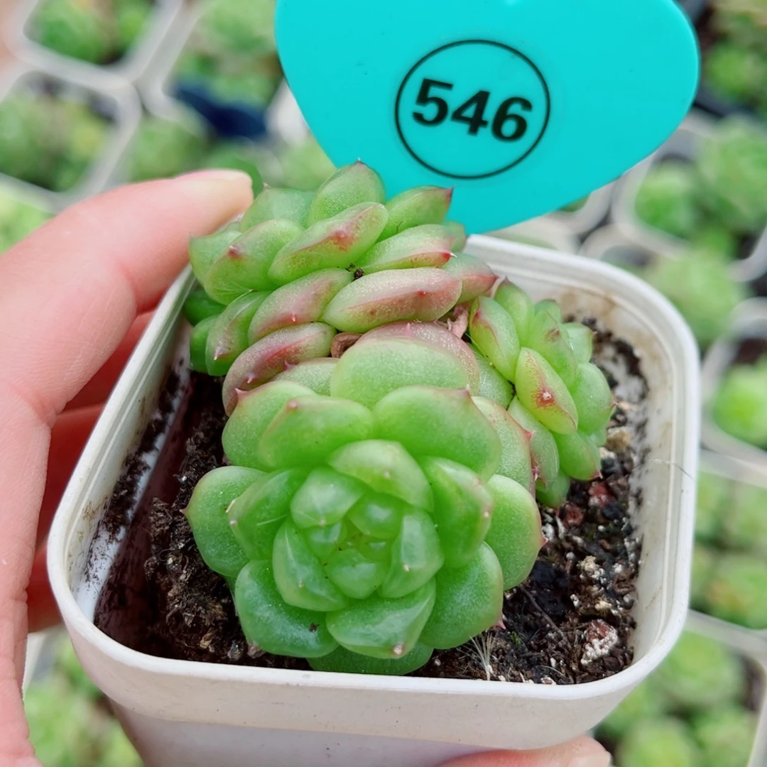 546号小老桩灯泡珍妮群