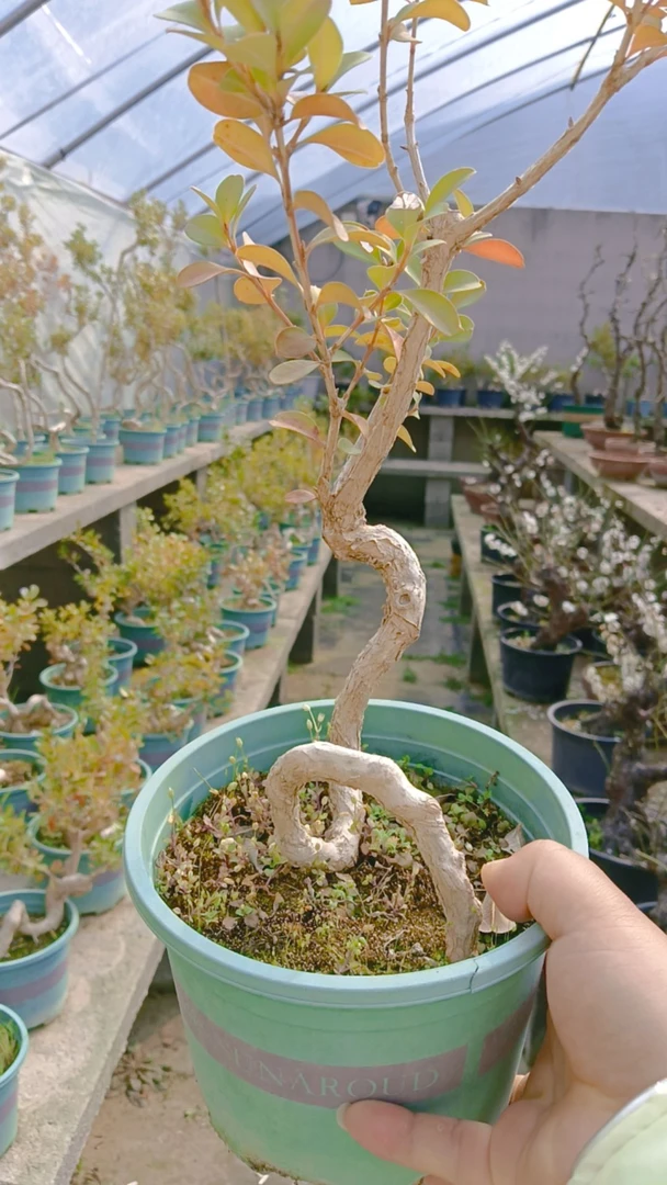 精品黄杨老桩盆景