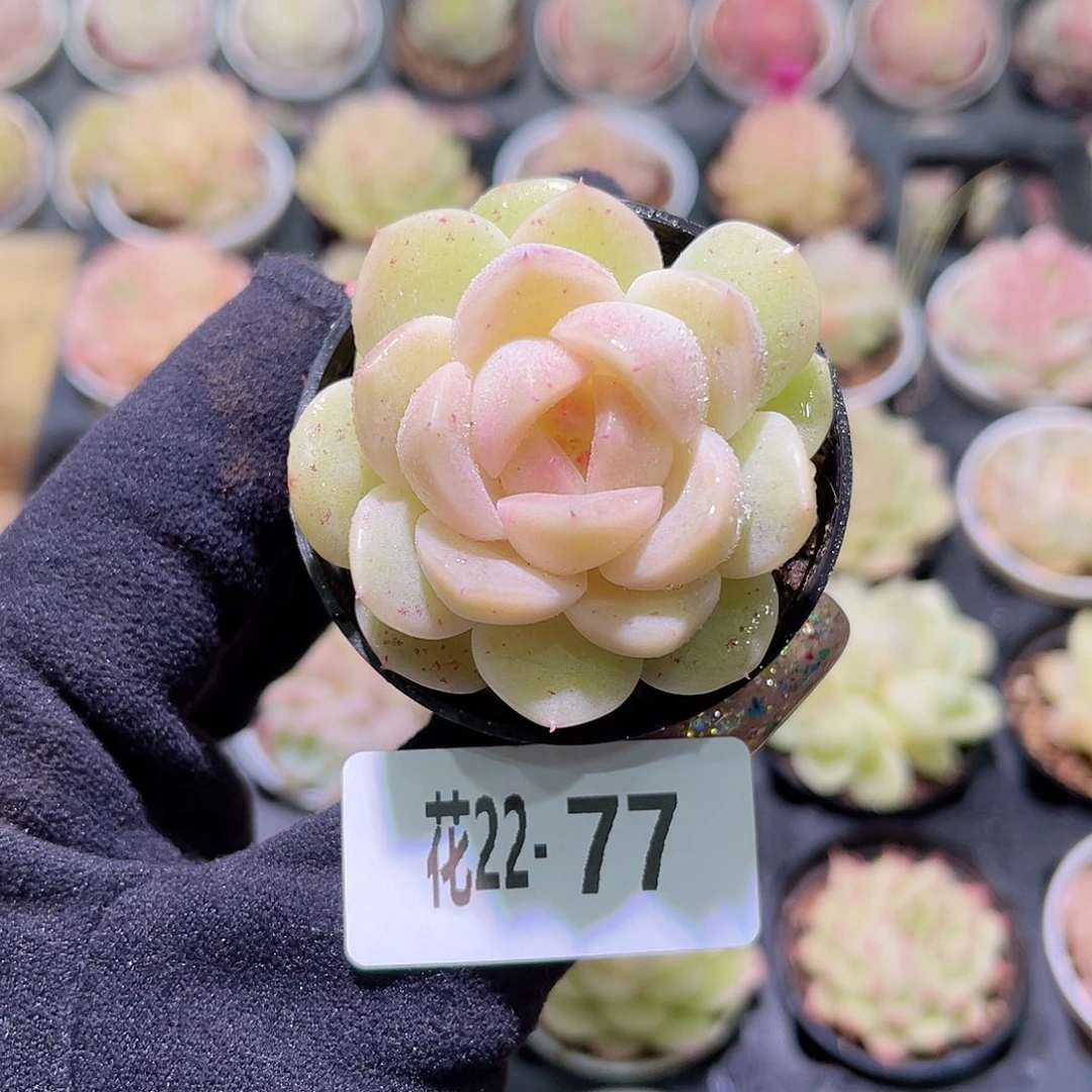 花利美22-77新品单头