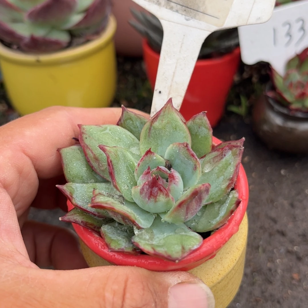 惊鸿仙子多肉植物604