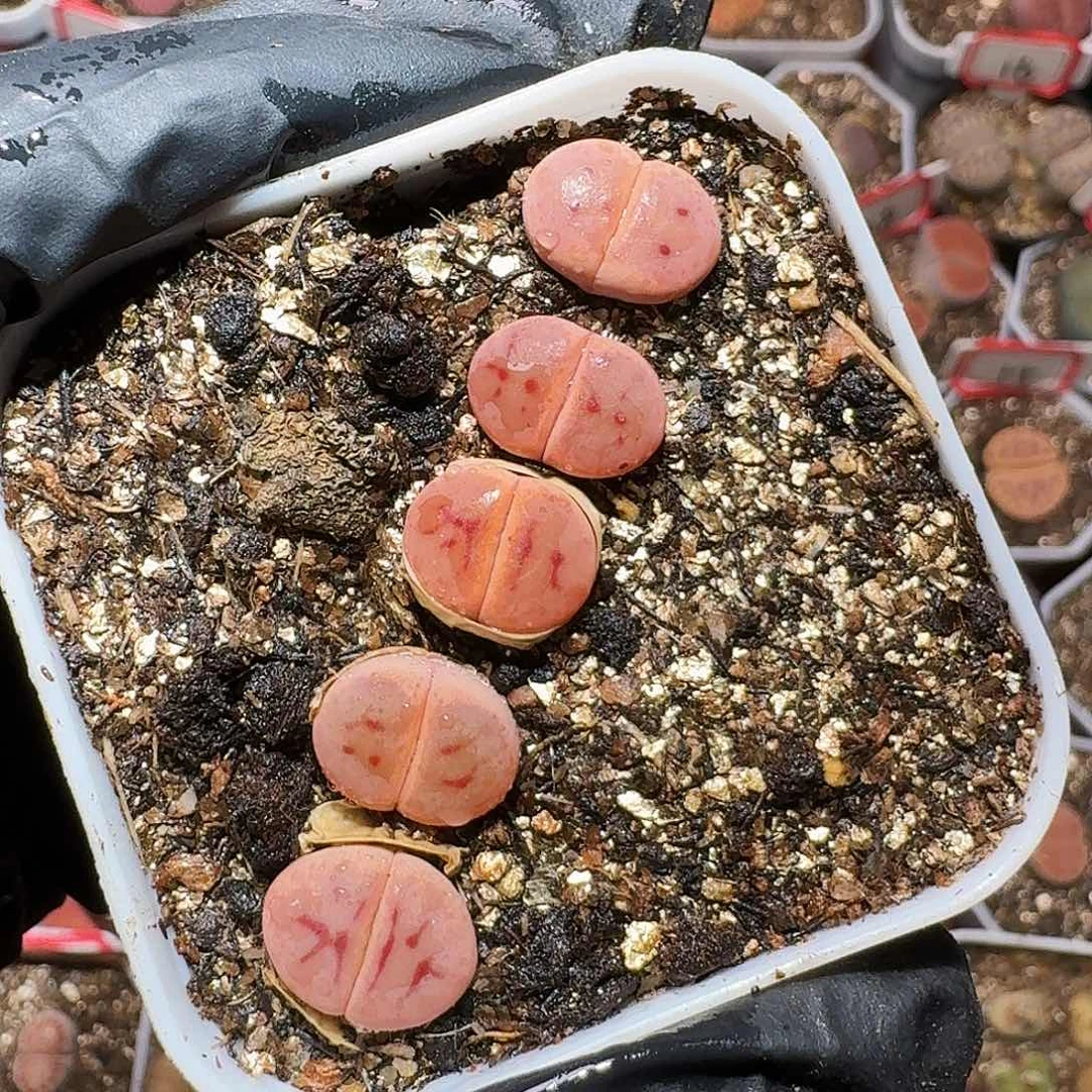 二**十生石花等11111111。  210