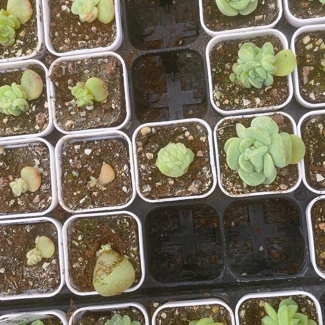 茶*T12 中盆一个满25包邮