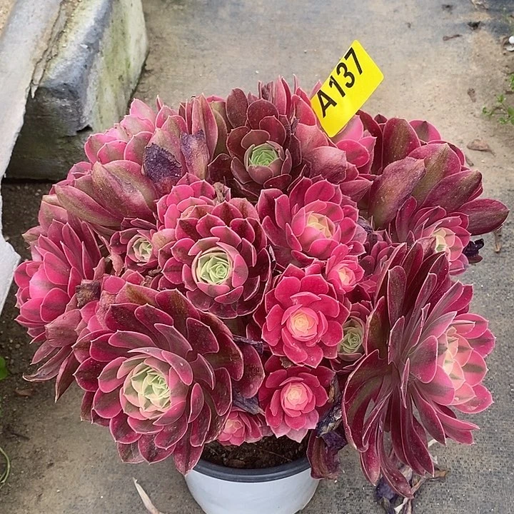 粉女巫丛林多肉法师137