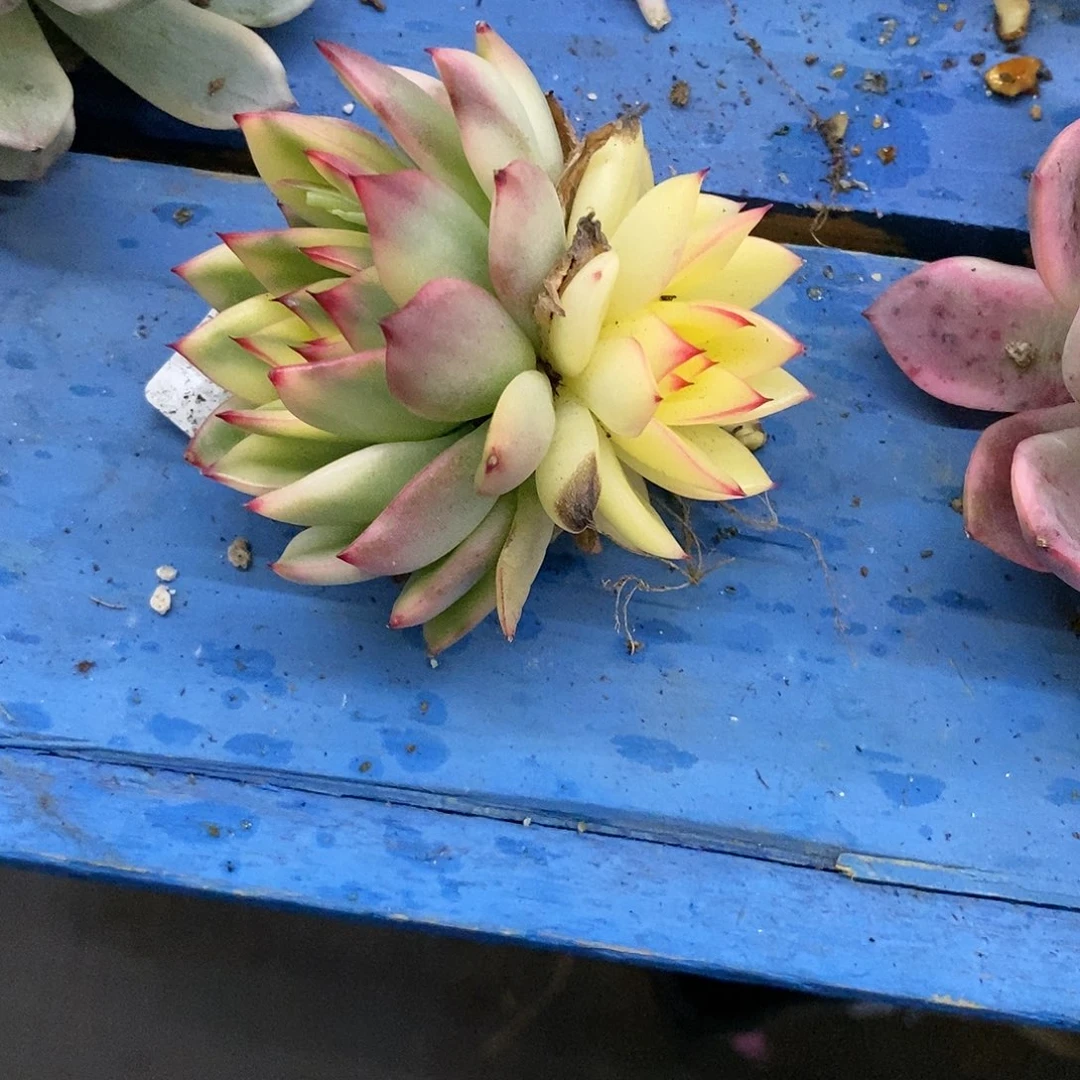 小*蕉汉娜炸多肉植物哇啦塞