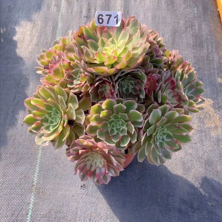 671老庄多肉法师孔雀翎