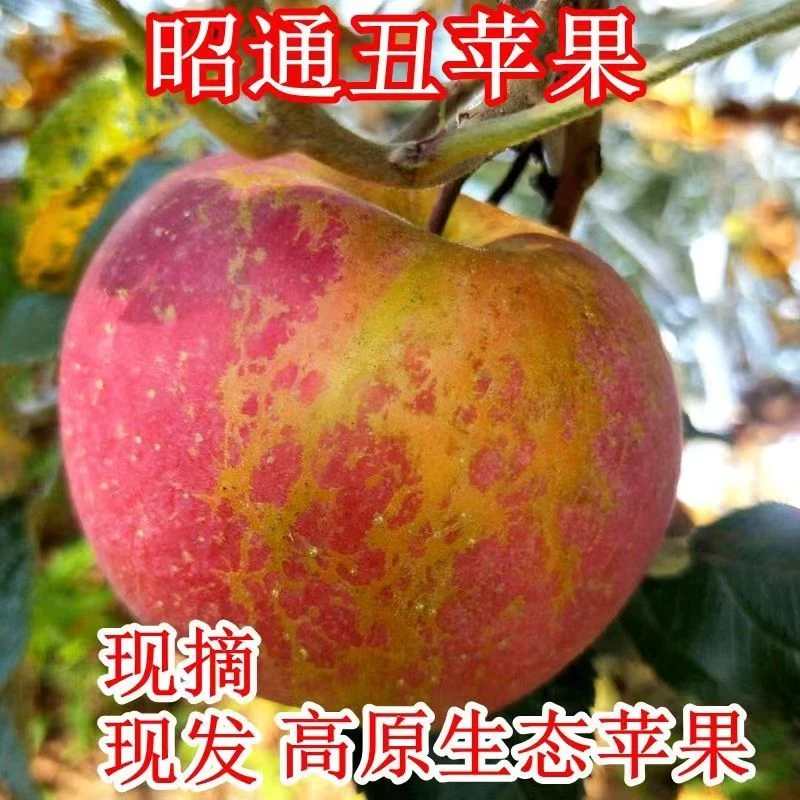 【正宗云南昭通苹果10斤假一赔十】现摘现发丑苹果精品新鲜脆甜水果