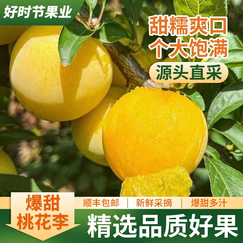 【顺丰包邮】正宗黄金冰糖李子桃花李大果蜂蜜李子新鲜水果