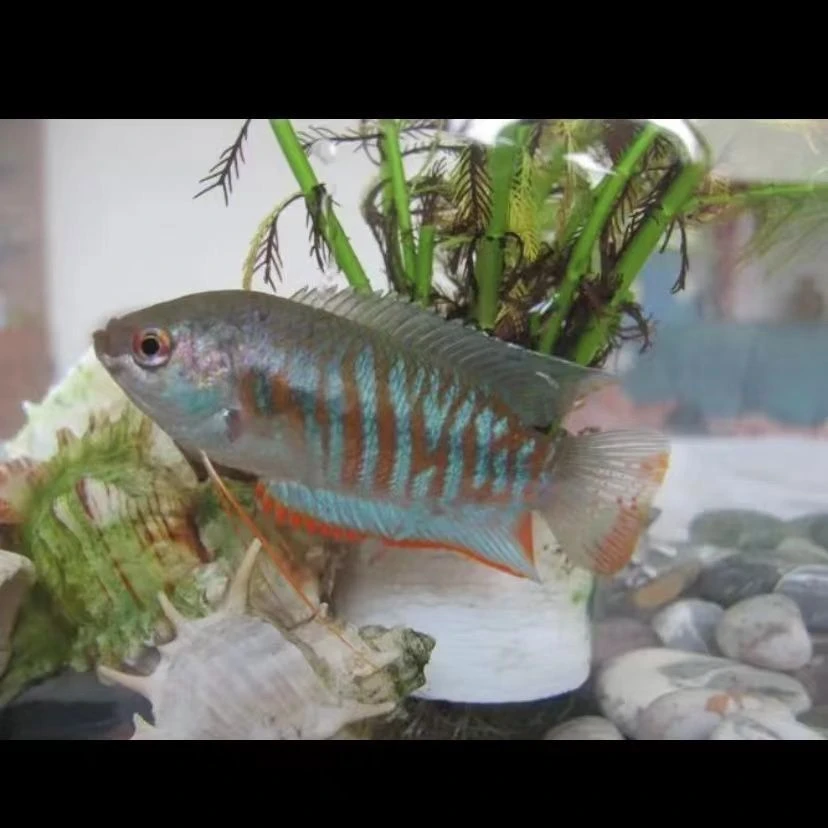 花手巾 中国斗鱼 丽丽鱼 好养活 无需打氧