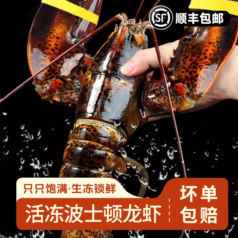 活冻波士顿大龙虾2.5~4斤鲜活速冻顺丰包邮波龙小青龙