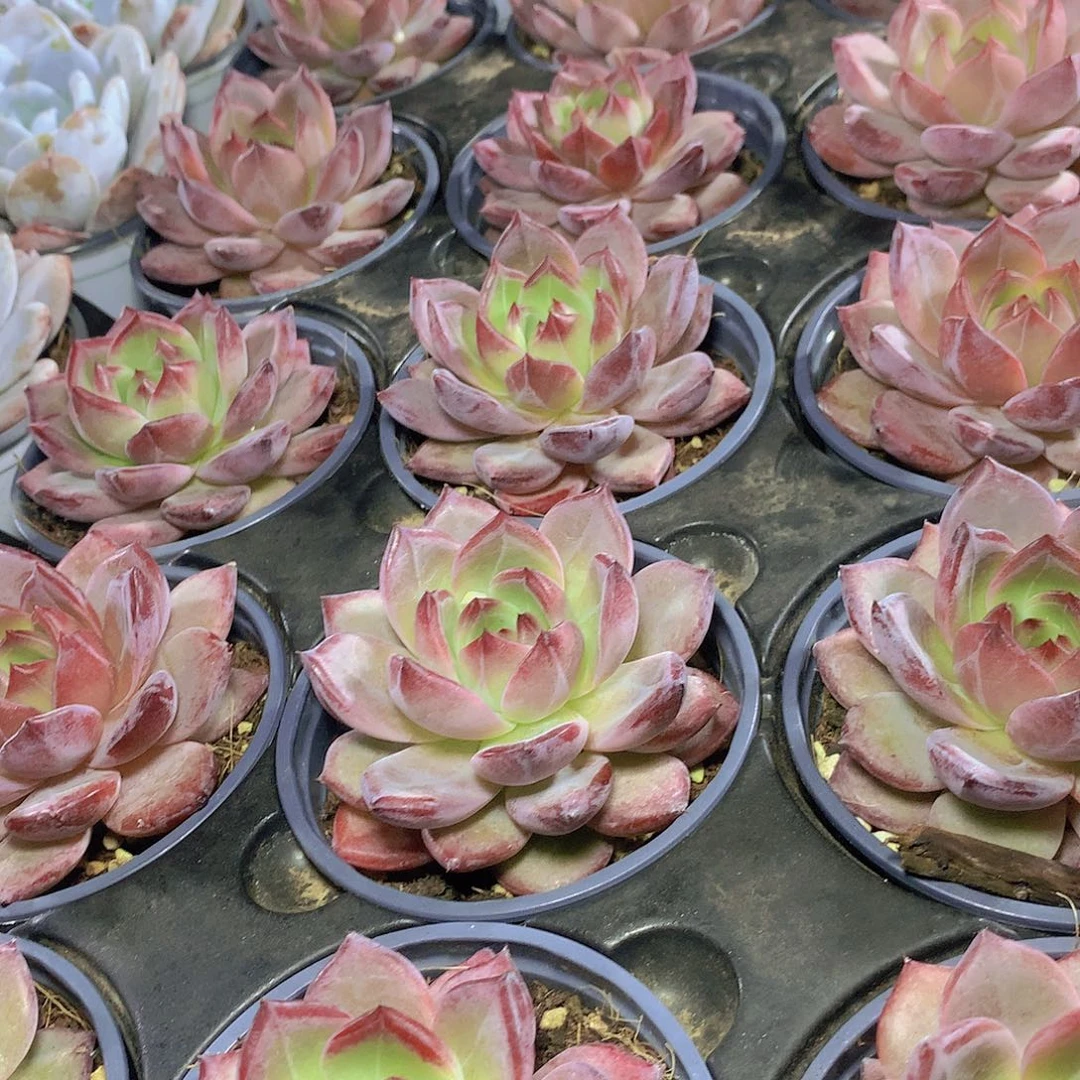 夜魔侠3468899000000000