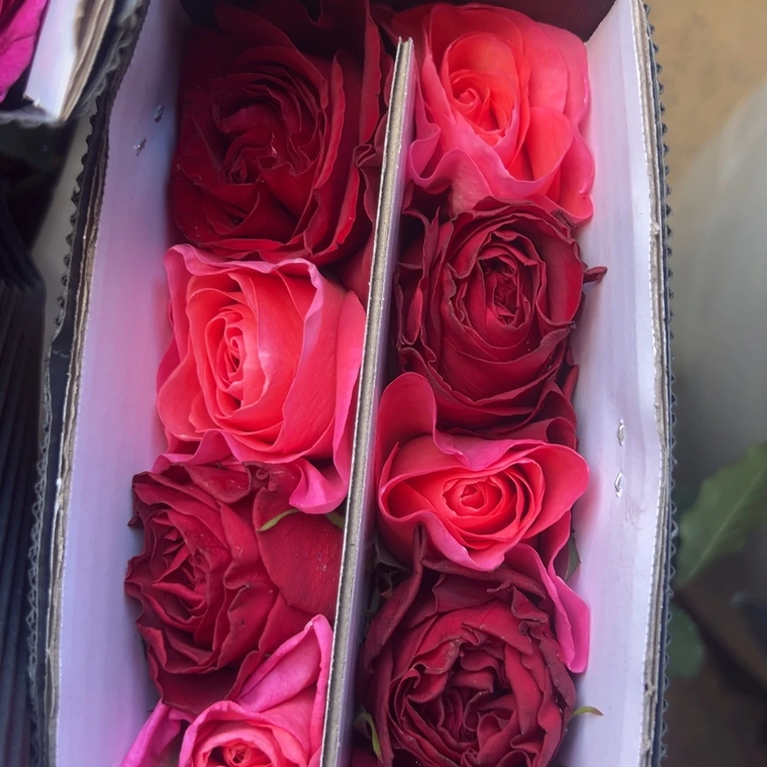 楠桐 粉雾轻云测试红混10支装 拍满三单包邮