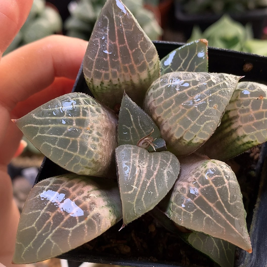 水晶康平粉玻璃带盆土