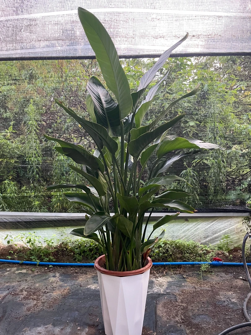 高品质天堂鸟，1.4-1.6M室内办公室绿植叶片自然开裂介意慎拍