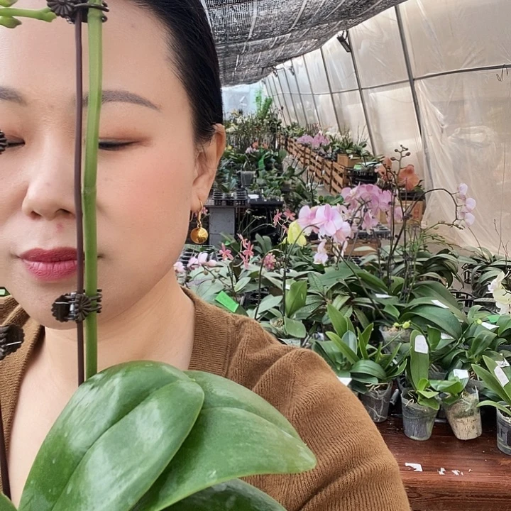 无花朵美杜莎蝴蝶兰