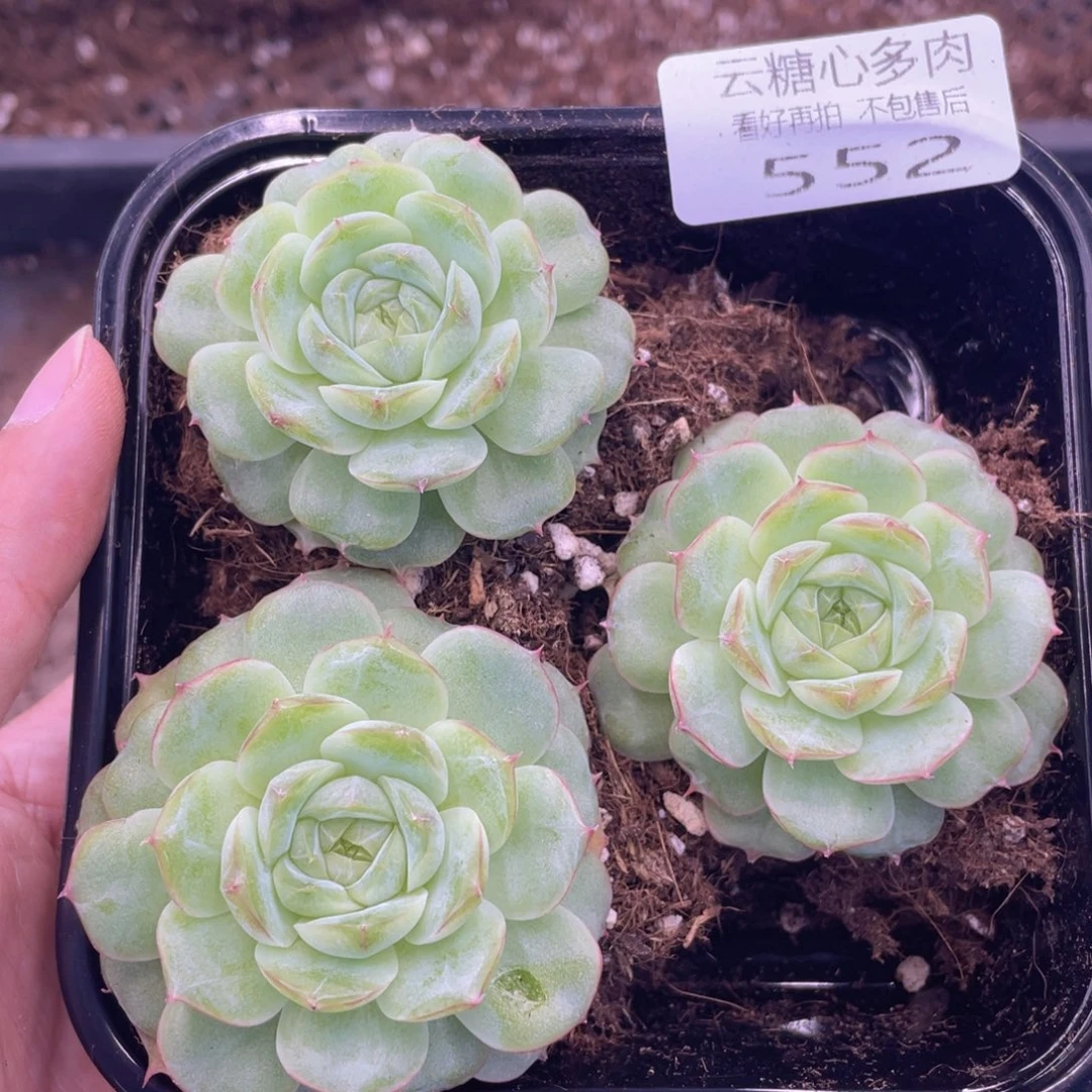 云糖心多肉植物552