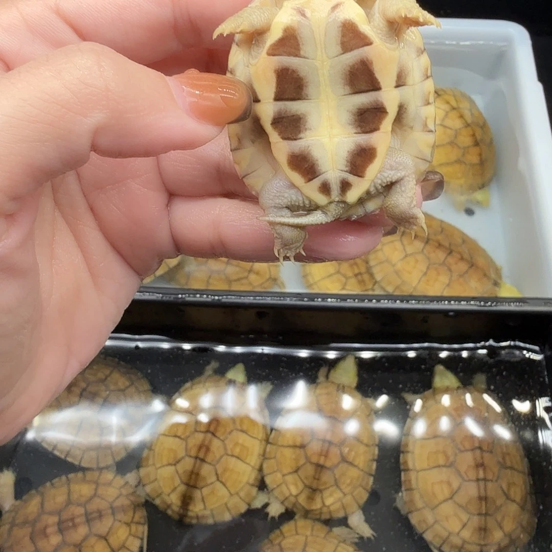 用***8绿毛龟母五乌龟乌龟乌龟