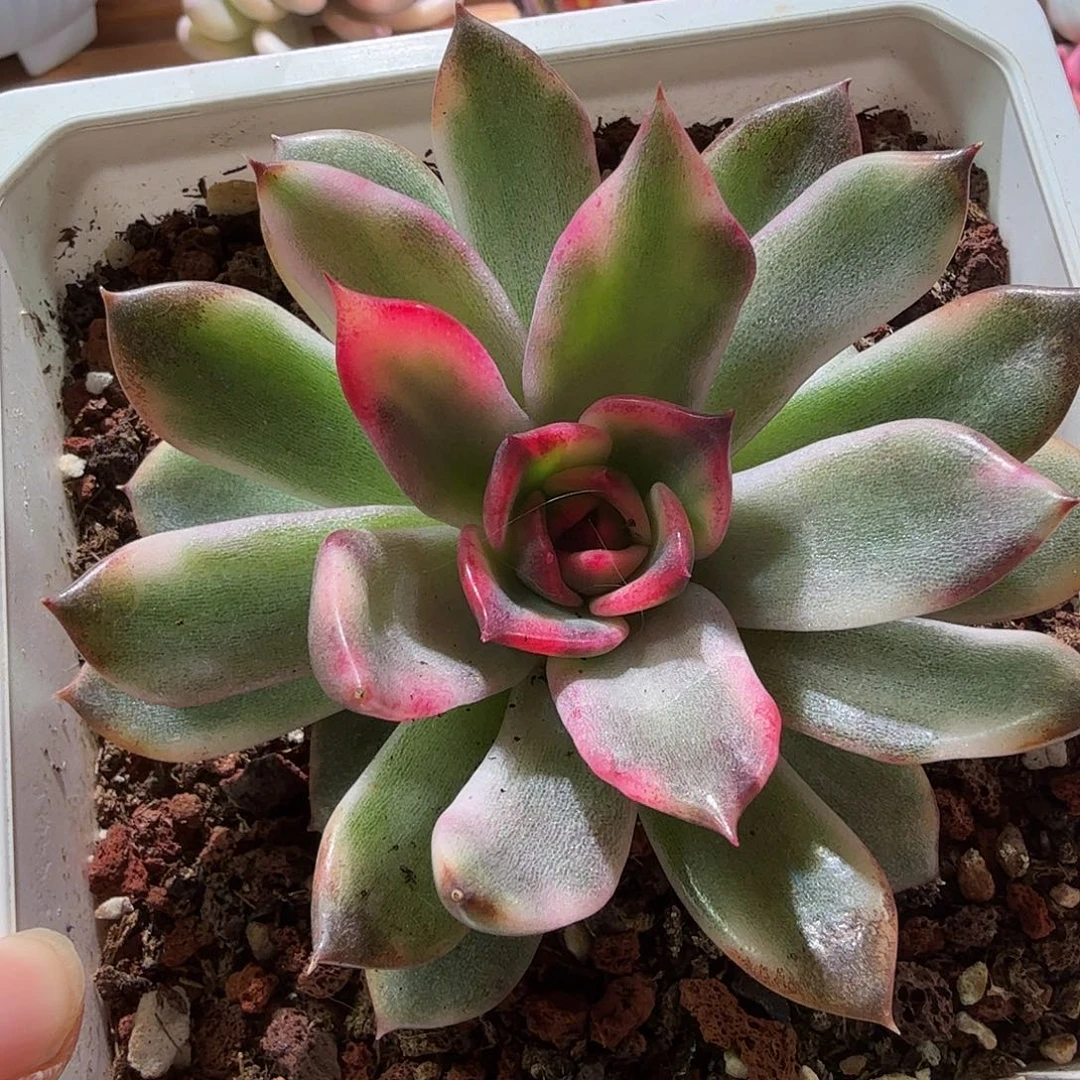 火焰山锦，多肉植物