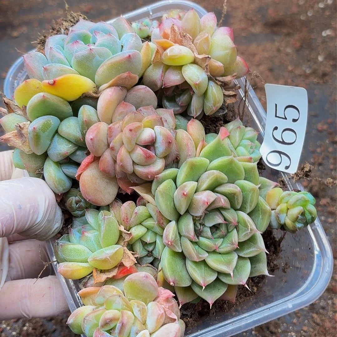 多肉植物多肉植物965