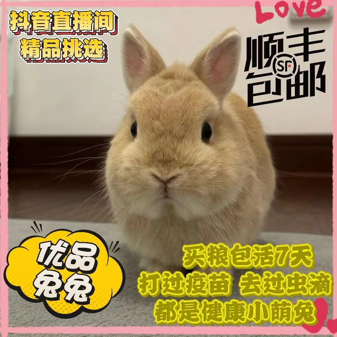 【顺丰包邮】双血统侏儒兔  垂耳兔  道奇兔等小体宠物兔兔