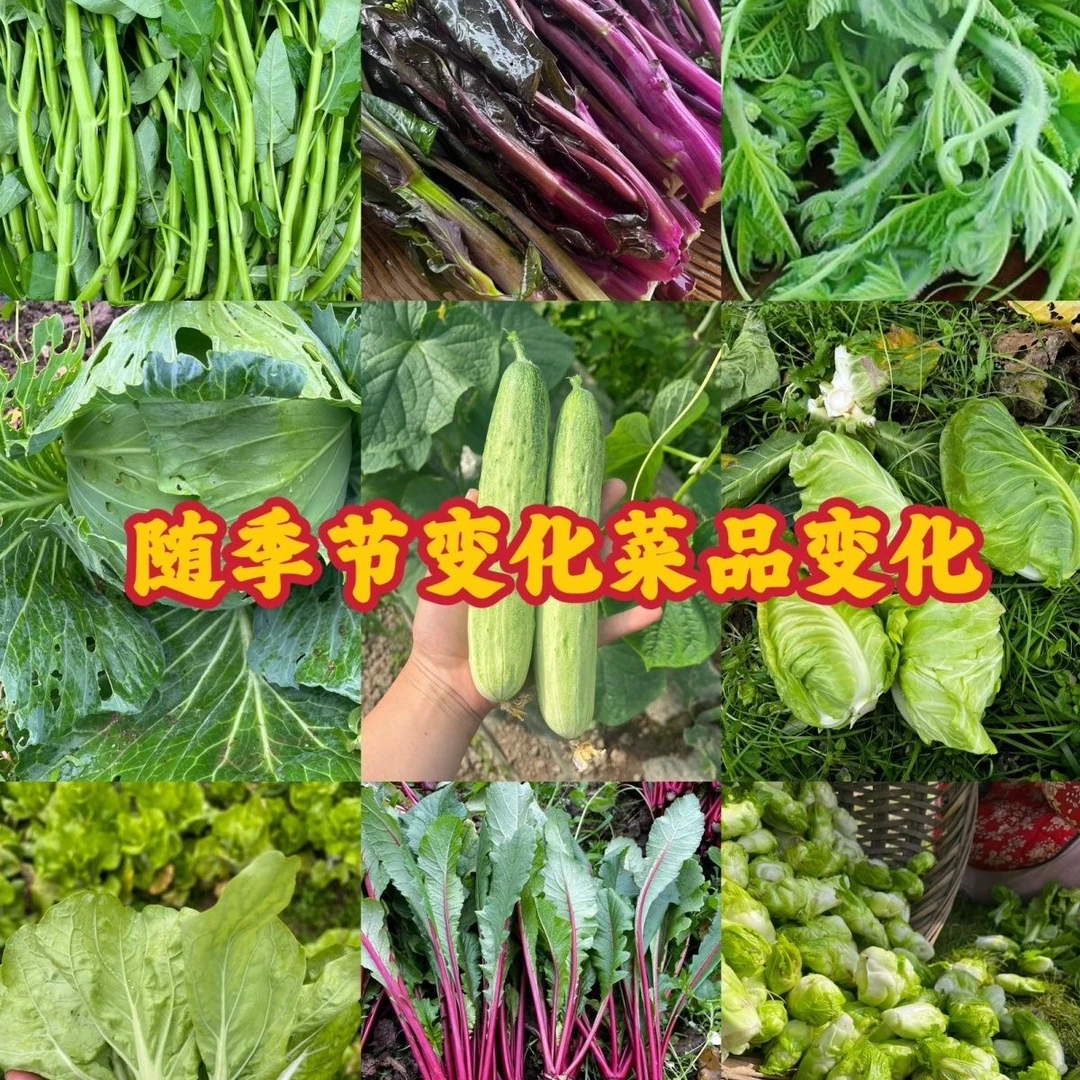 【十块一筐五斤十种农家菜】农村百家菜种了自己吃 不打药不施肥