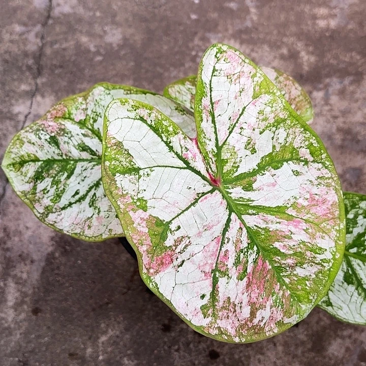 78-1230彩叶芋广东现货